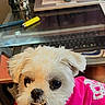 dog, white_dog, pet, cute, hoodie, pink_clothing, indoor, desk, keyboard, figurines, computer_accessory, person, lap, smiling_dog, fur, toy, office, technology, table, casual