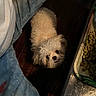 Kara joined the competition — help win amazing prizes! dog, small_dog, fluffy, looking_up, denim, jeans, white_shirt, wooden_floor, food_tray, indoor, pet, cute, animal, brown, black_eyes, fur, companion, waiting, domestic, floor