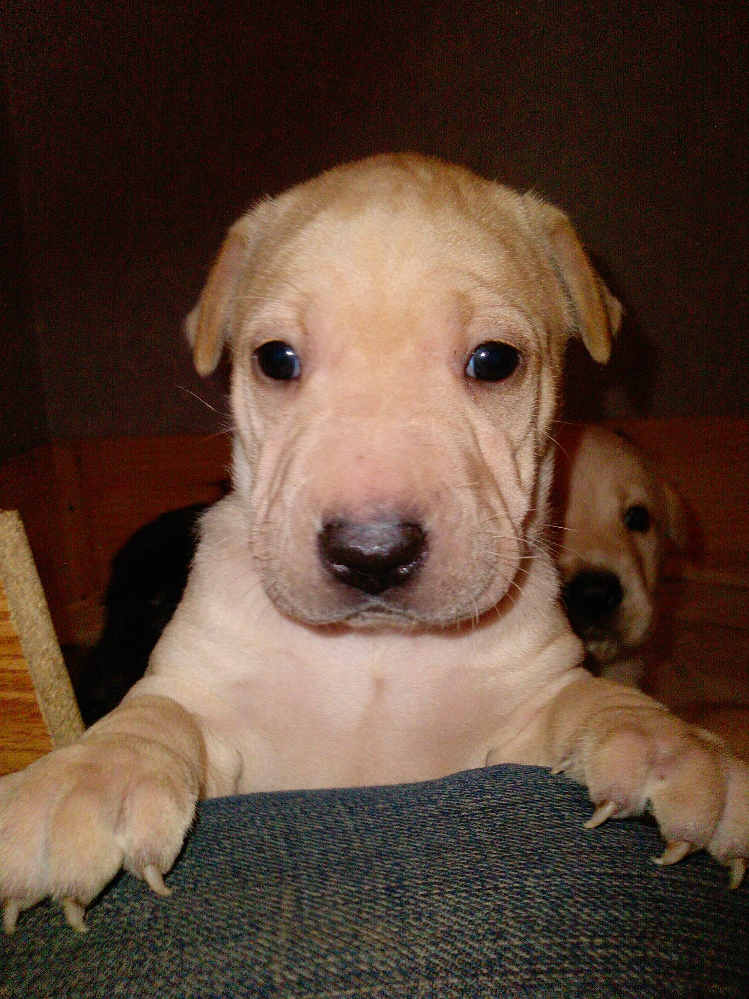 Newt participe au concours pour gagner de l'argent avec cette photo : canidae, carnivore, companion_dog, dog, dog_breed, dog_collar, ear, eye, fawn, fur, non_sporting_group, pet_supply, puppy, snout, sporting_group, terrestrial_animal, whiskers, wood, working_animal