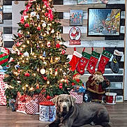 Neyland is registered to the contest to win money with this photo: dog, christmas_tree, holiday_decorations, stockings, wrapped_presents, wooden_floor, ornaments, lights, red_ribbon, festive, indoor, decor, gift_box, christmas_lights, holiday, relaxed, silver_dog, winter, celebration, home