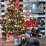 dog, christmas_tree, holiday_decorations, stockings, wrapped_presents, wooden_floor, ornaments, lights, red_ribbon, festive, indoor, decor, gift_box, christmas_lights, holiday, relaxed, silver_dog, winter, celebration, home