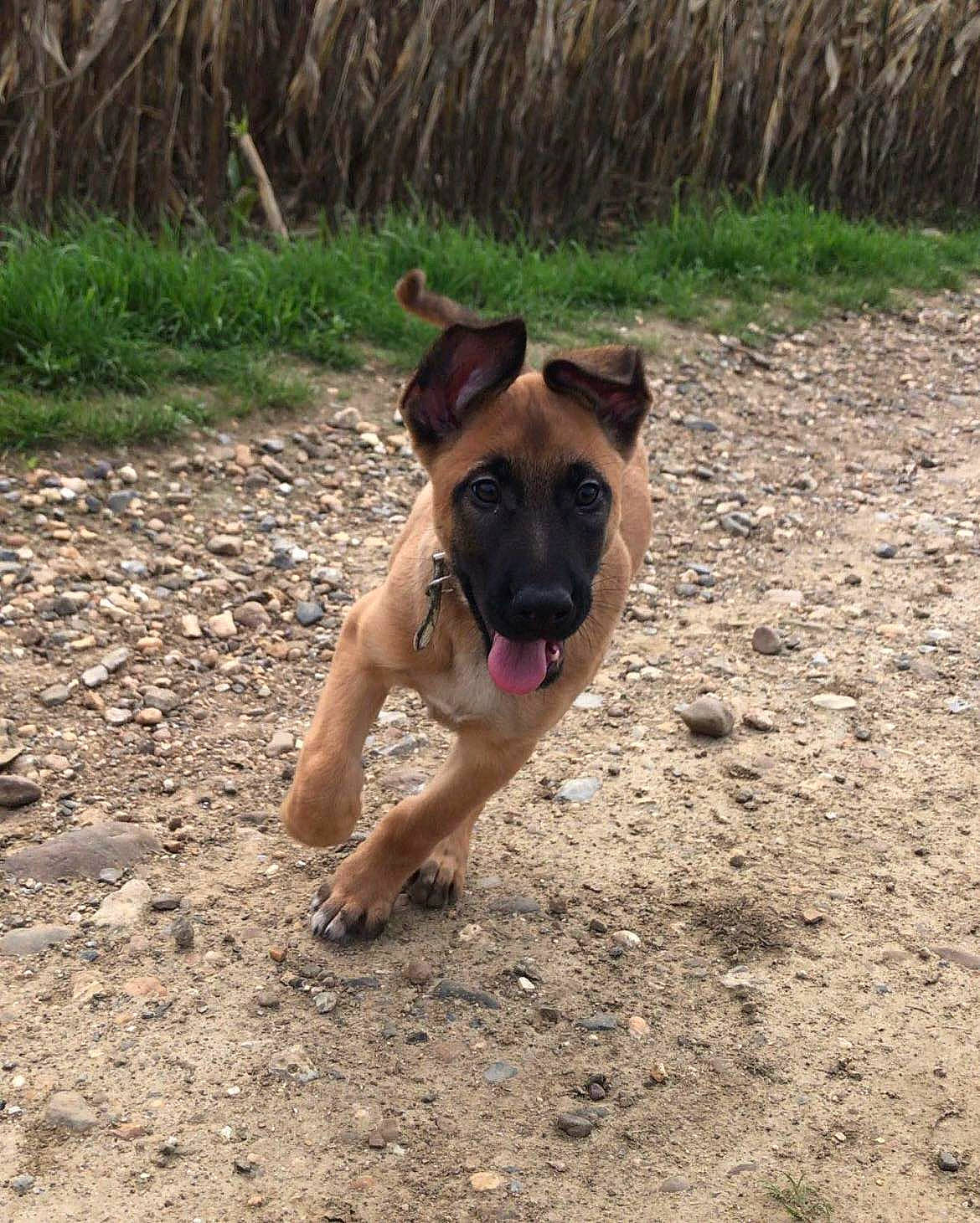 Pablo a rejoint le concours — aidez-le/la à gagner de superbes lots ! adventure, boxer, canidae, carnivore, companion_dog, dog, dog_breed, dog_collar, fawn, grass, molosser, non_sporting_group, pet_supply, plant, snout, soil, sporting_group, wildlife, working_animal, working_dog