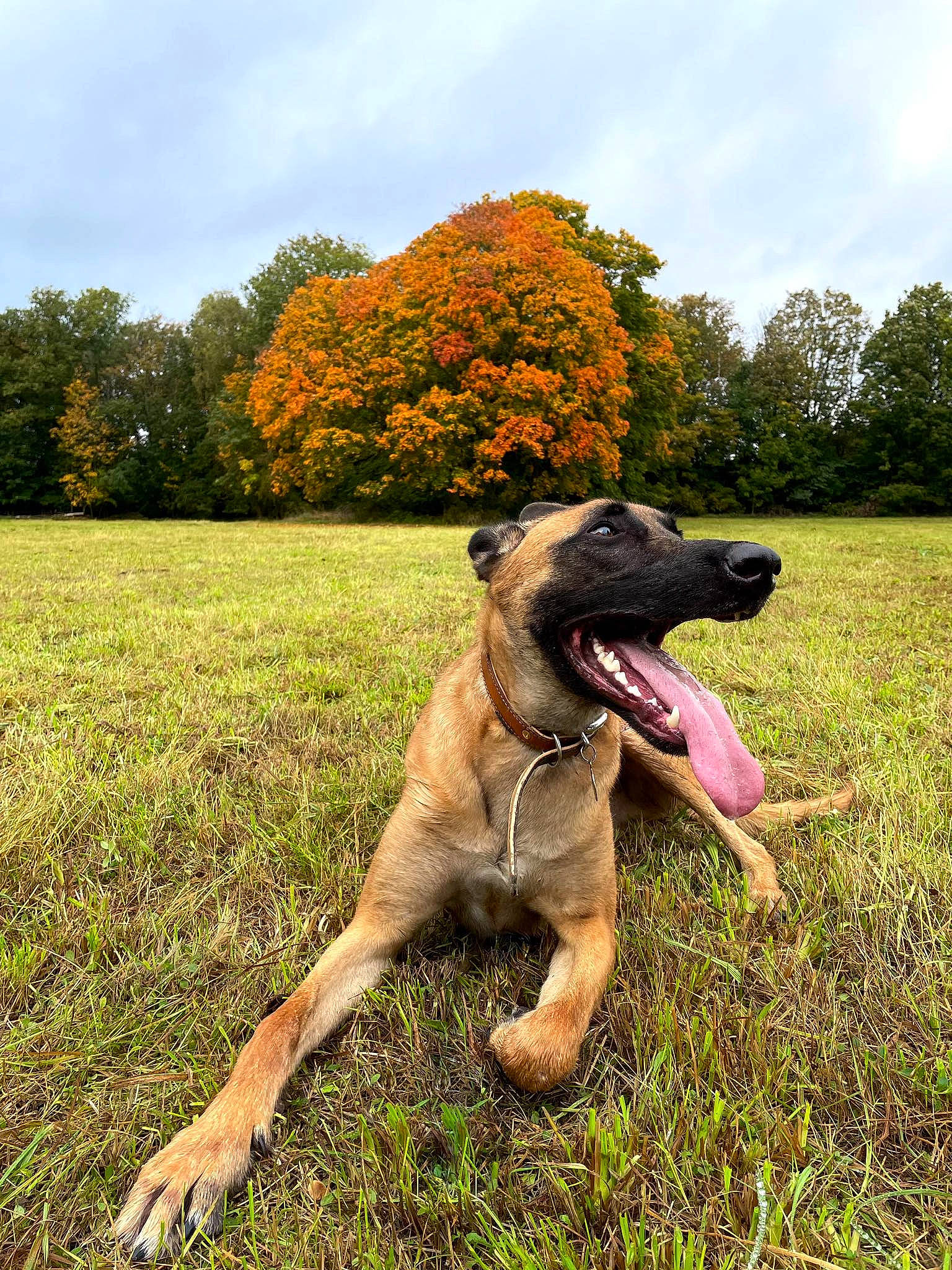 Pablo participe au concours pour gagner de l'argent avec cette photo : carnivore, cloud, collar, companion_dog, dog, dog_breed, fawn, garden_hose, grass, grassland, guard_dog, happy, landscape, plant, sky, sporting_group, tail, terrestrial_animal, tree, working_animal