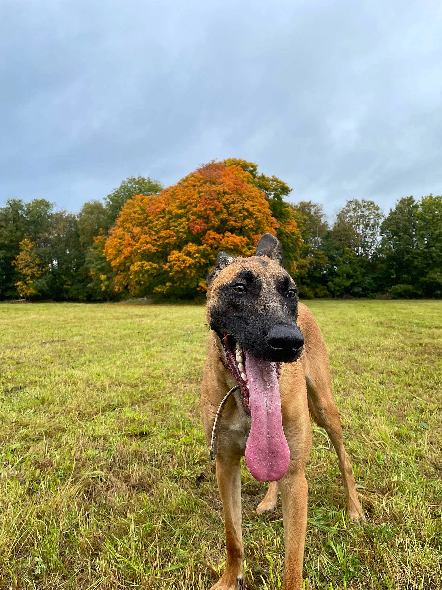 Pablo a rejoint le concours — aidez-le/la à gagner de superbes lots ! canidae, carnivore, cloud, collar, companion_dog, dog, dog_breed, dog_collar, fawn, grass, grassland, landscape, meadow, pasture, plant, sky, snout, sporting_group, tree, working_animal