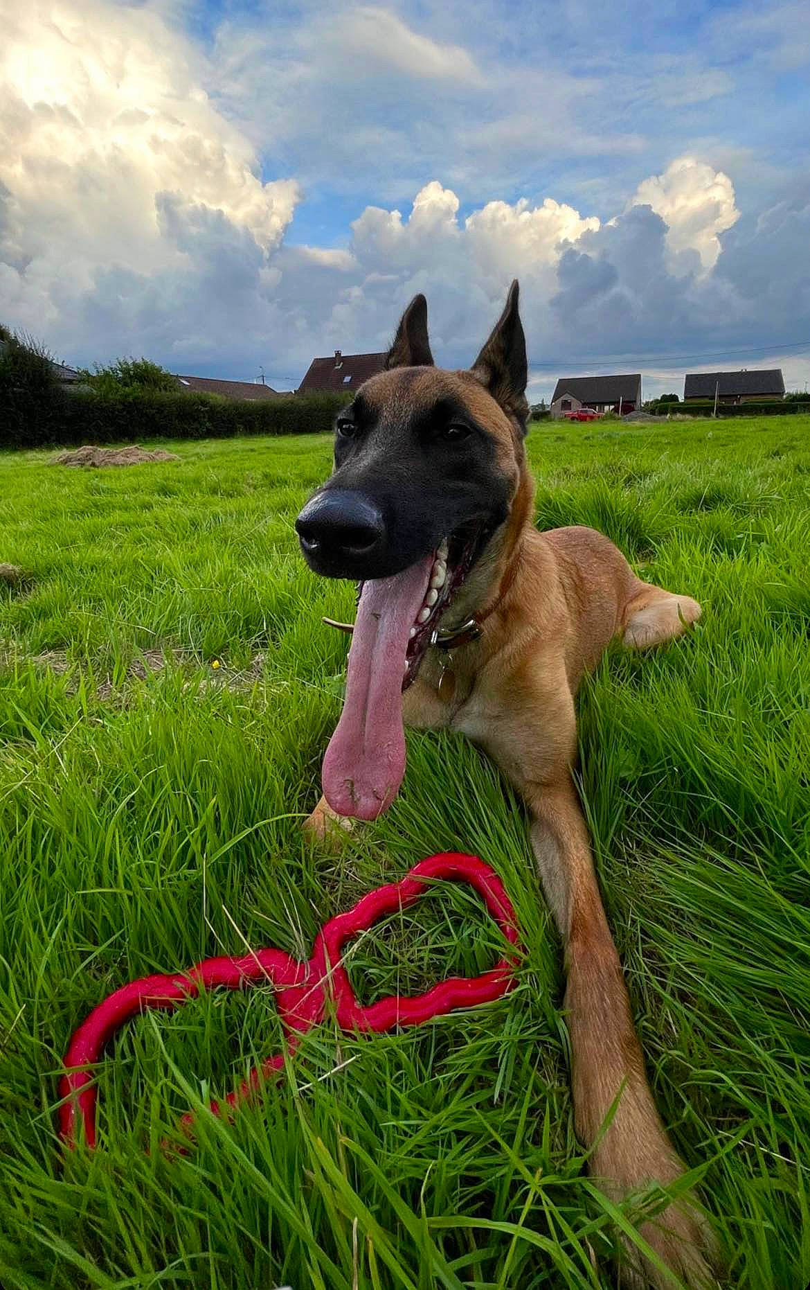 Pablo a rejoint le concours — aidez-le/la à gagner de superbes lots ! canidae, carnivore, cloud, collar, companion_dog, dog, dog_breed, dog_collar, dog_supply, fawn, grass, grassland, happy, herding_dog, meadow, plant, sky, snout, sporting_group, working_animal