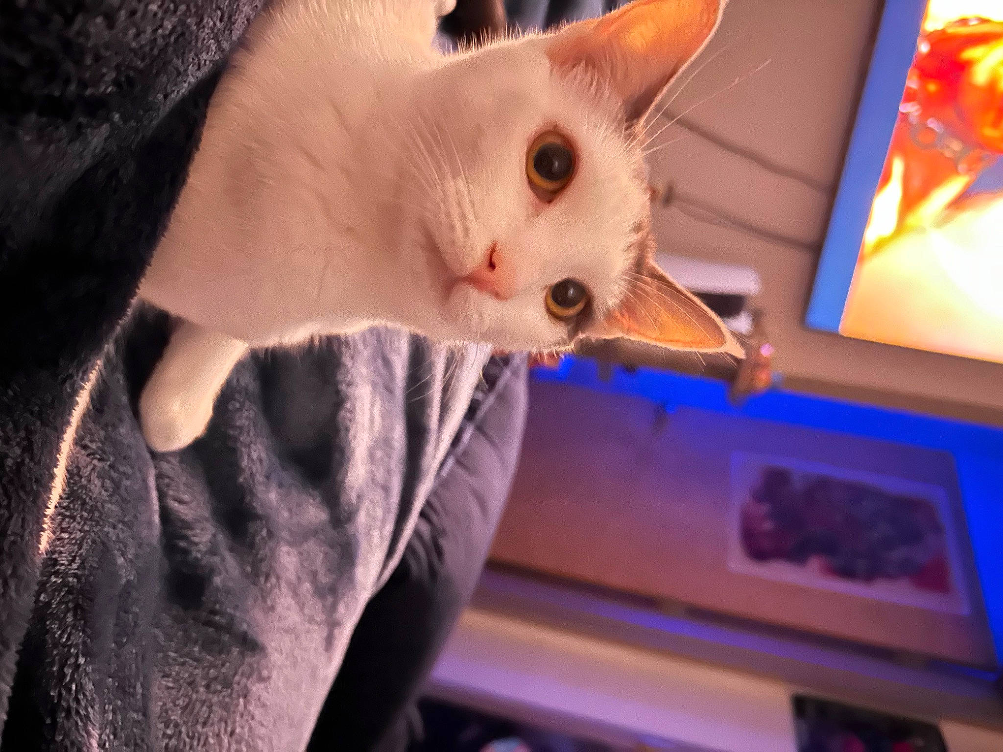 Harley is registered to the contest to win money with this photo: carnivore, cat, display_device, domestic_short_haired_cat, ear, eyelash, fawn, felidae, fur, gadget, gesture, jaw, nail, picture_frame, small_to_medium_sized_cats, snout, whiskers