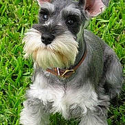 Girlie is registered to the contest to win money with this photo: alert, animal, beard, canine, collar, companion, cute, dog, ears, fur, grass, green, mammal, nature, outdoor, pet, portrait, schnauzer, sitting, young