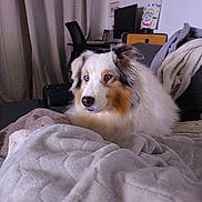 Hyuna participe au concours pour gagner de l'argent avec cette photo : dog, australian_shepherd, blanket, couch, indoor, living_room, furniture, curtains, home_decor, pet, fur, canine, relaxed, seated, domestic_animal, portrait, cozy, household, comfort, animal