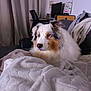 dog, australian_shepherd, blanket, couch, indoor, living_room, furniture, curtains, home_decor, pet, fur, canine, relaxed, seated, domestic_animal, portrait, cozy, household, comfort, animal