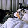cat, dog, indoor, blanket, curtains, chair, pet, nose_to_nose, fur, cozy, animal, domestic, friendship, mammal, whiskers, bedroom, relaxation, side_view, companions, home