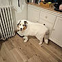Hyuna participe au concours pour gagner de l'argent avec cette photo : dog, white_dog, wooden_floor, kitchen, cabinet, radiator, pet, indoor, flooring, curious, animal, furry, household, countertop, appliances, domestic, looking, blurred, standing, home