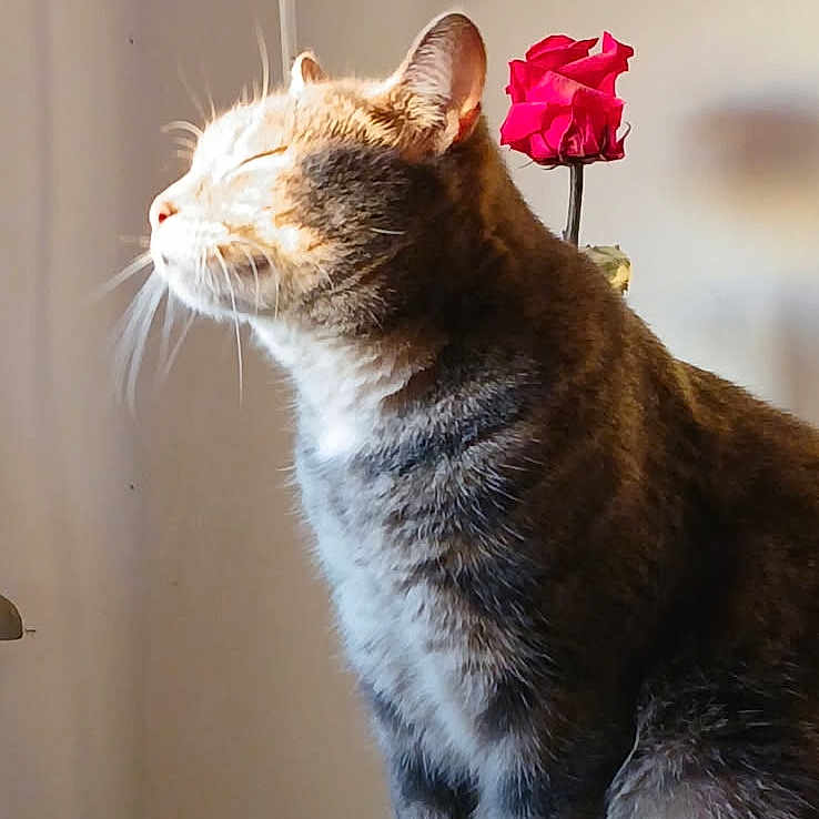 Space participe au concours pour gagner de l'argent avec cette photo : animal, cat, close_up, cozy, cute, domestic, flower, fur, indoor, peaceful, pet, portrait, relaxed, rose, side_view, sitting, sunlight, table, warm_light, whiskers