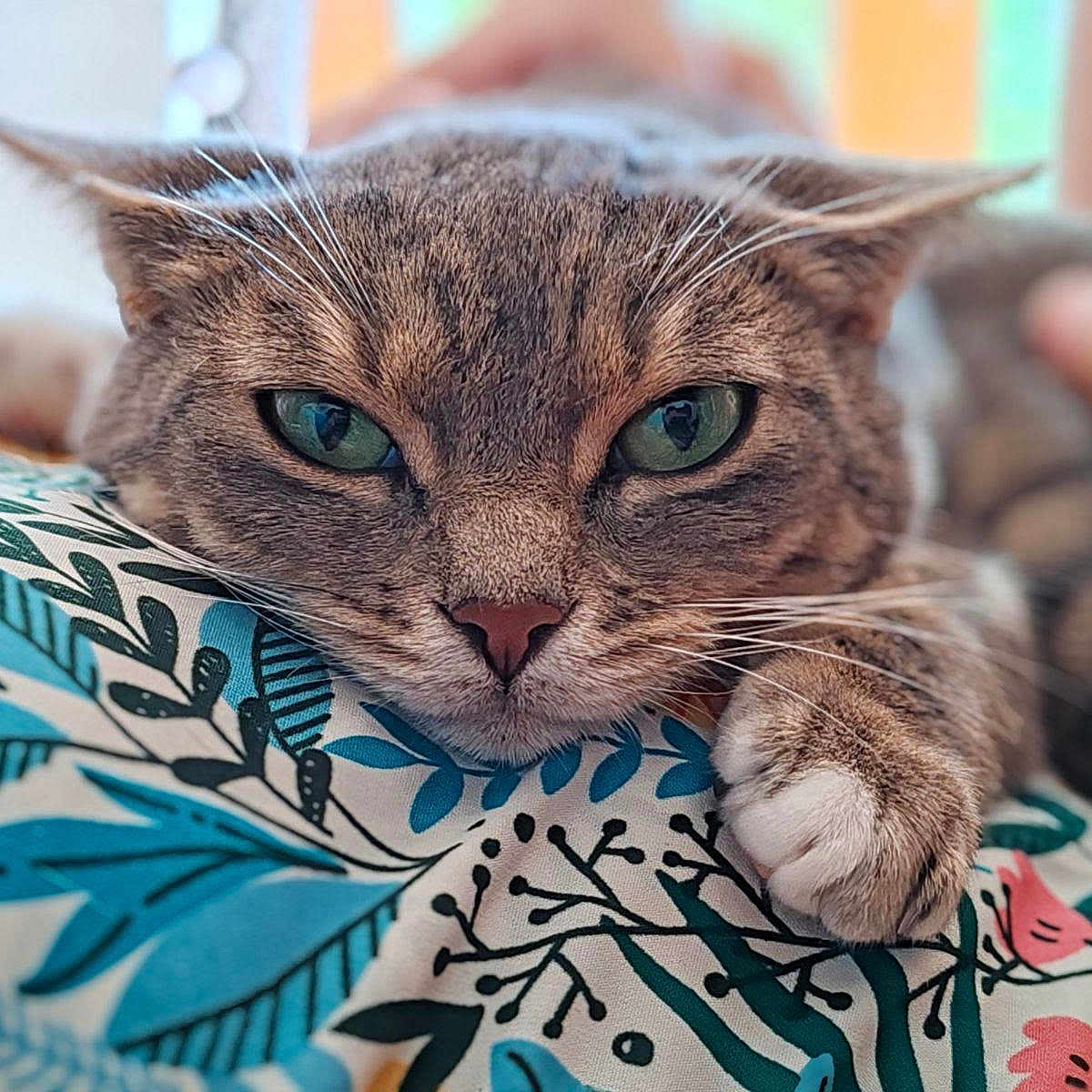 Troutrouille a rejoint le concours — aidez-le/la à gagner de superbes lots ! abyssinian, animal, blanket, cat, cushion, egyptiancat, furniture, homedecor, kitten, manx, person, pet, quilt, sleeping