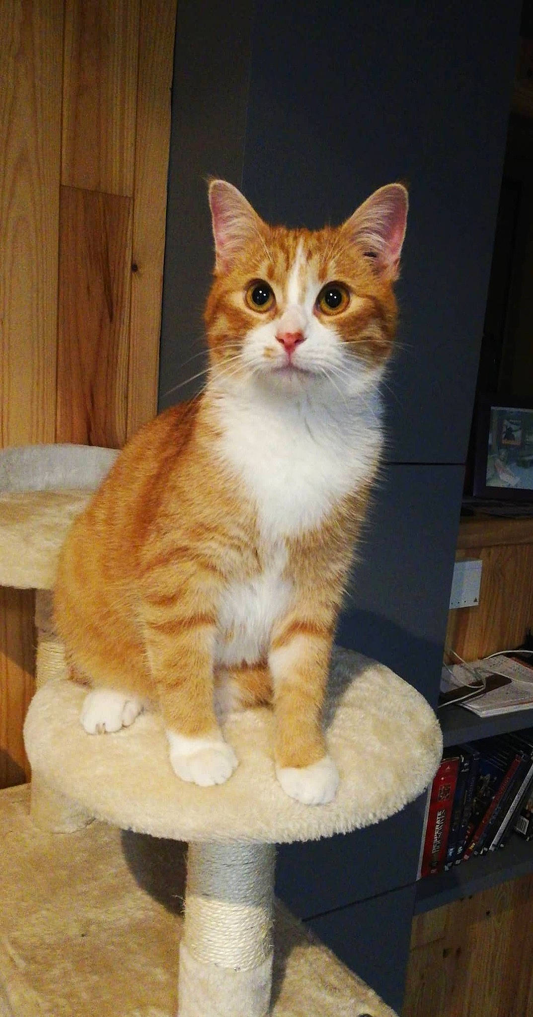 Simba participe au concours pour gagner de l'argent avec cette photo : aegean_cat, american_wirehair, arabian_mau, asian, carnivore, cat, cymric, domestic_short_haired_cat, european_shorthair, fawn, felidae, kitten, kurilian_bobtail, mammal, polydactyl_cat, small_to_medium_sized_cats, tabby_cat, tail, vertebrate, whiskers