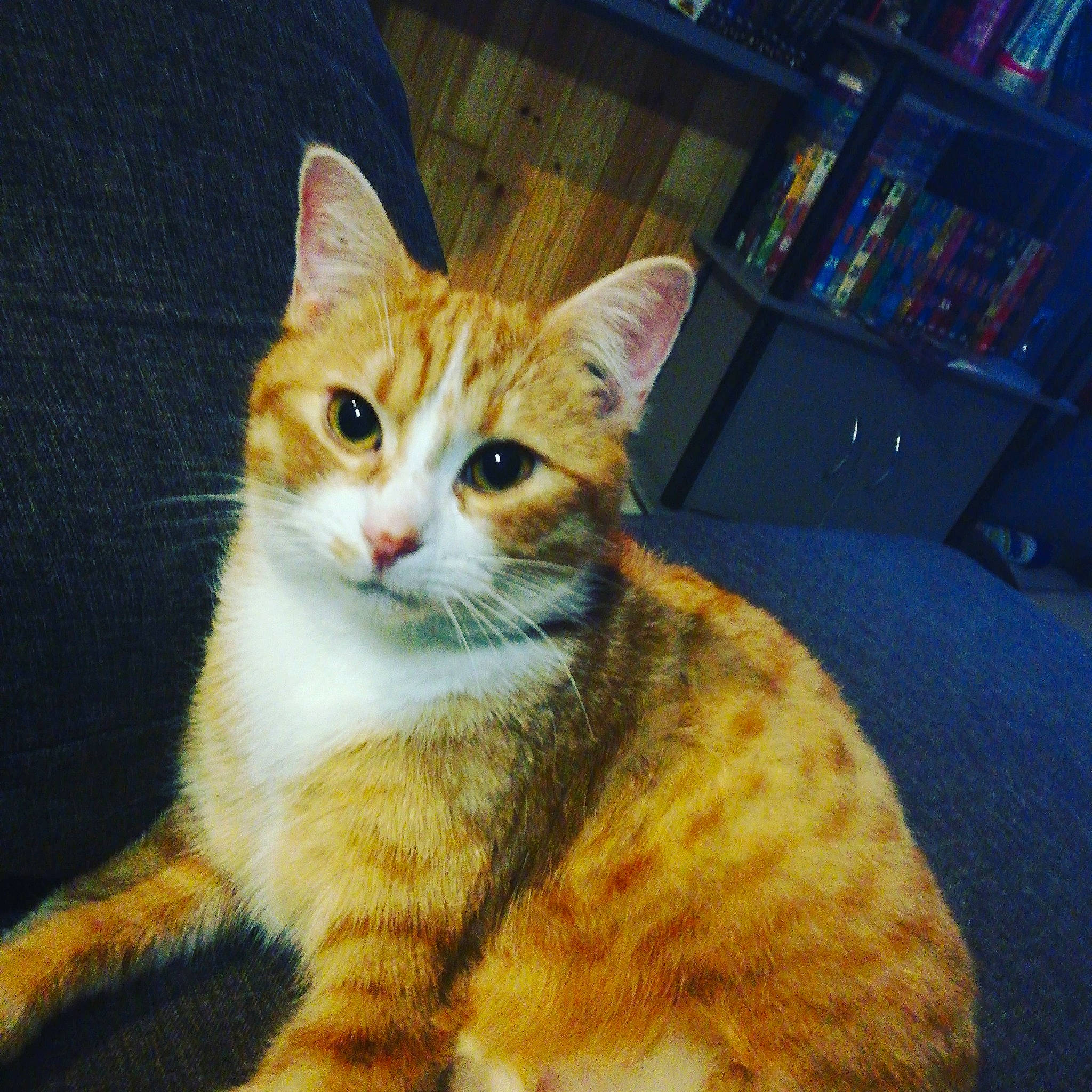 Simba a rejoint le concours — aidez-le/la à gagner de superbes lots ! aegean_cat, american_shorthair, american_wirehair, arabian_mau, asian, california_spangled, carnivore, cat, domestic_short_haired_cat, dragon_li, european_shorthair, eye, felidae, kitten, mammal, sky, small_to_medium_sized_cats, tabby_cat, vertebrate, whiskers