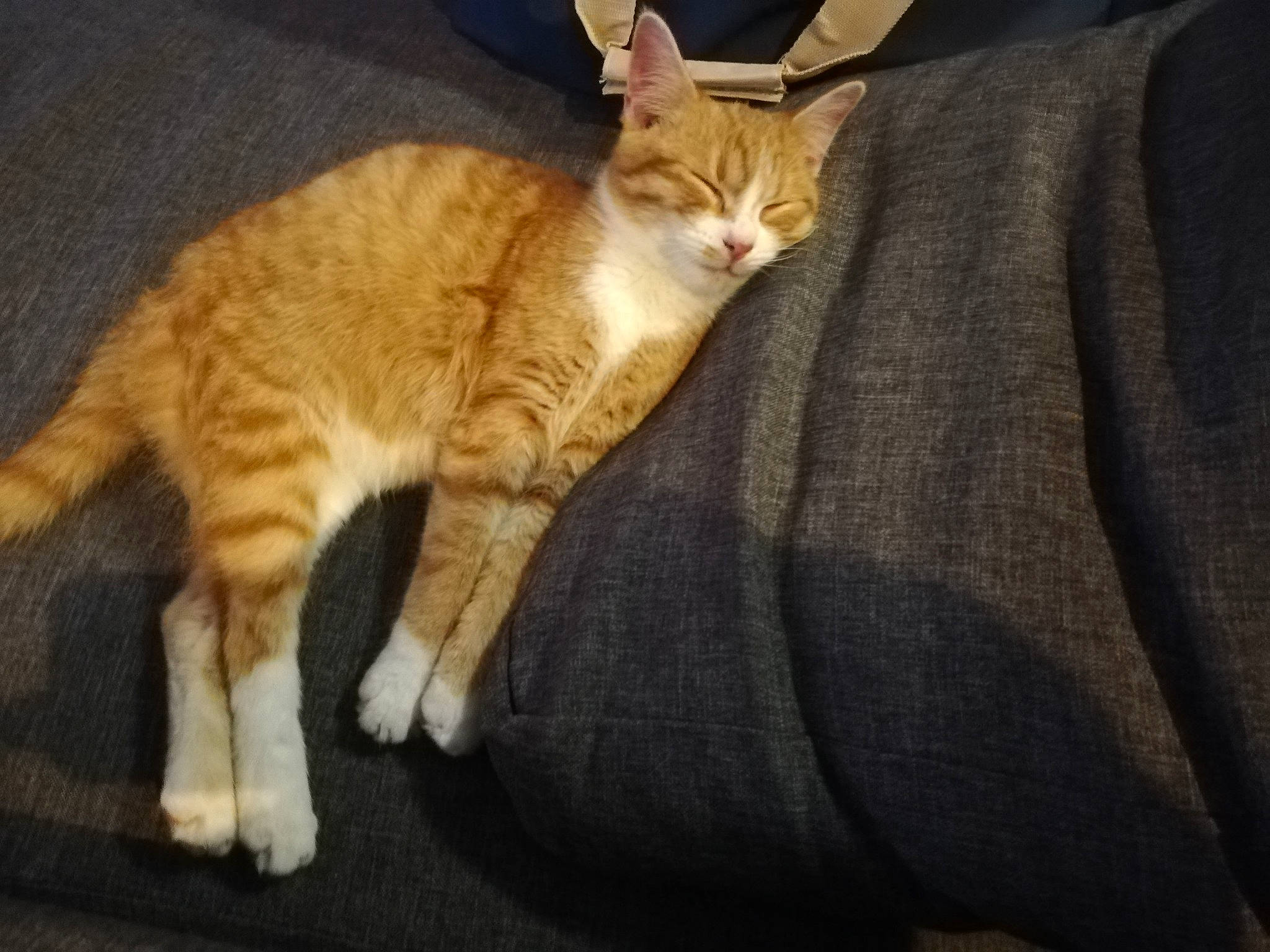 Simba a rejoint le concours — aidez-le/la à gagner de superbes lots ! american_wirehair, arabian_mau, asian, australian_mist, carnivore, cat, chausie, domestic_short_haired_cat, european_shorthair, fawn, felidae, german_rex, kitten, mammal, small_to_medium_sized_cats, sokoke, tabby_cat, tail, vertebrate, whiskers