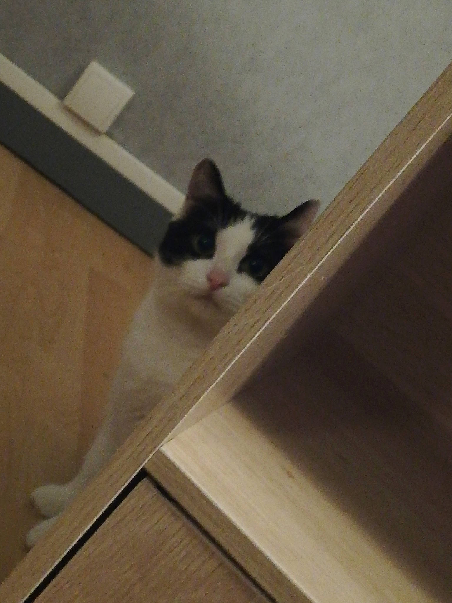 Miyu participe au concours pour gagner de l'argent avec cette photo : cat, fawn, felidae, floor, flooring, handrail, hardwood, room, small_to_medium_sized_cats, stairs, tail, whiskers, wood