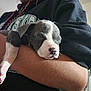 Ace joined the competition — help win amazing prizes! adorable, animal, arm, black_and_white, casual, closeup, clothing, comfort, cute, dog, fur, indoor, nap, person, pet, portrait, puppy, resting, sleeping, young