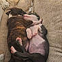Ace is registered to the contest to win money with this photo: adorable, animal, blanket, comfort, companionship, cozy, cuddling, cute, dog, fur, indoors, napping, paw, pet, puppy, relaxation, resting, sleeping, snuggling, young