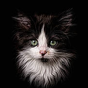 Grosminet a rejoint le concours — aidez-le/la à gagner de superbes lots ! kitten, cat, close_up, fluffy, black_and_white, green_eyes, whiskers, portrait, animal, pet, feline, cute, fur, young, face, nose, ears, long_hair, dark_background, adorable