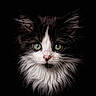 kitten, cat, close_up, fluffy, black_and_white, green_eyes, whiskers, portrait, animal, pet, feline, cute, fur, young, face, nose, ears, long_hair, dark_background, adorable