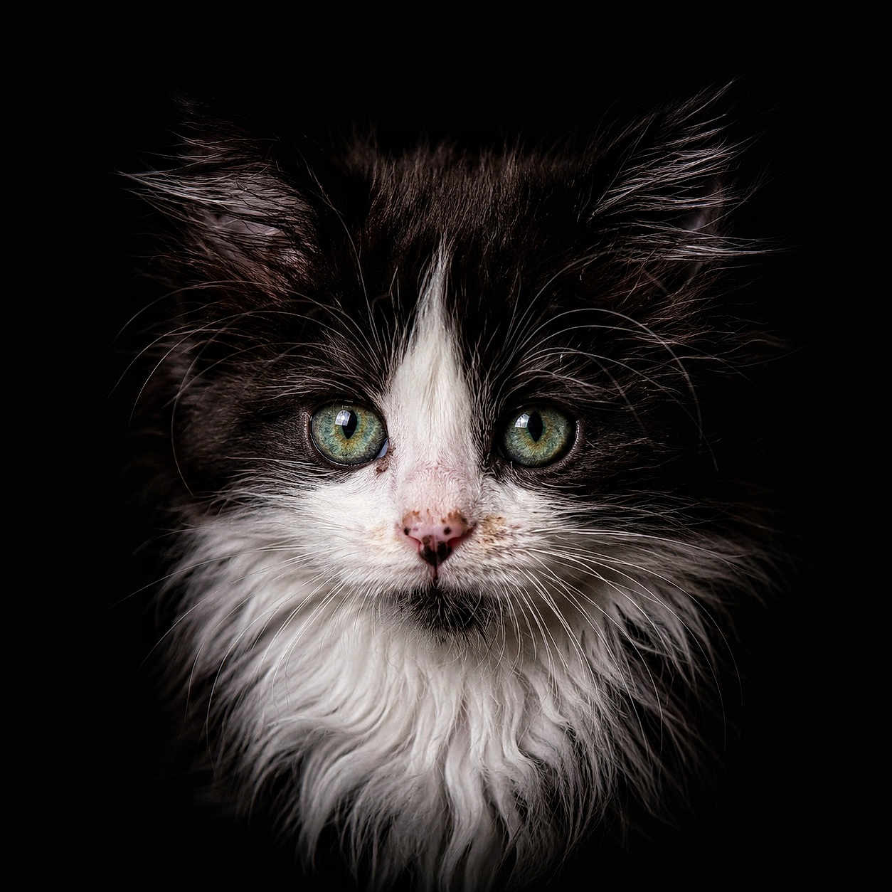 Grosminet a rejoint le concours — aidez-le/la à gagner de superbes lots ! kitten, cat, close_up, fluffy, black_and_white, green_eyes, whiskers, portrait, animal, pet, feline, cute, fur, young, face, nose, ears, long_hair, dark_background, adorable
