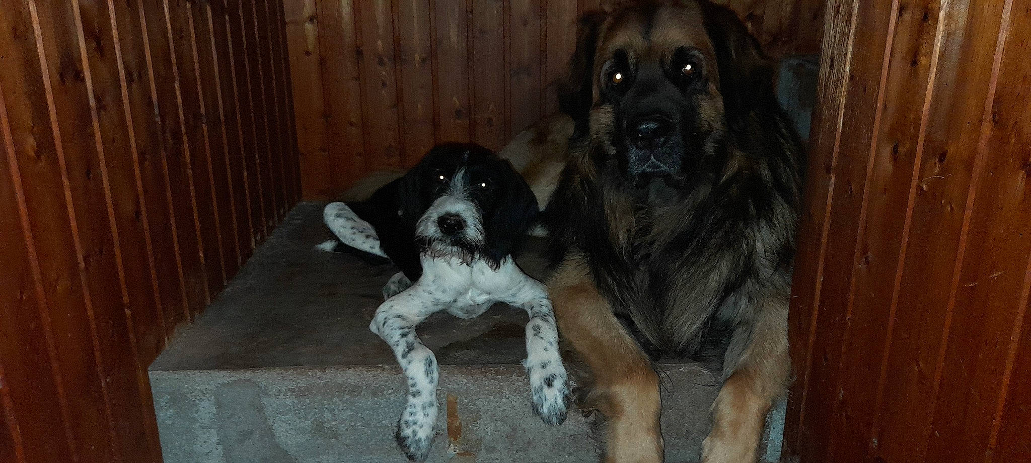 Sirius participe au concours pour gagner de l'argent avec cette photo : ancient_dog_breeds, canidae, carnivore, companion_dog, dog, dog_breed, door, fawn, fur, guard_dog, home_fencing, hunting_dog, snout, sporting_group, tail, wood, working_animal, working_dog