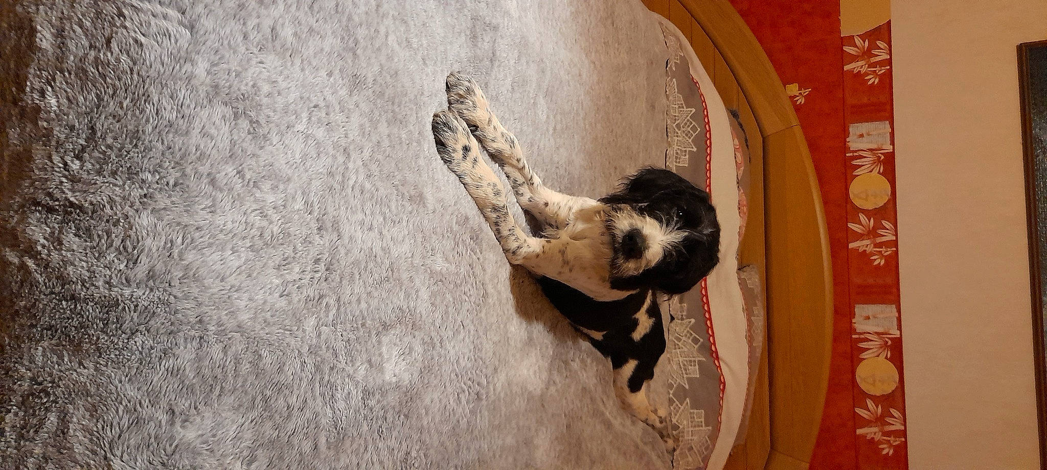 Sirius a rejoint le concours — aidez-le/la à gagner de superbes lots ! art, canidae, concrete, dress, fawn, felidae, flooring, foot, fur, human_leg, plaster, sculpture, snout, sporting_group, tail, terrestrial_animal, tree, visual_arts, wildlife, wood