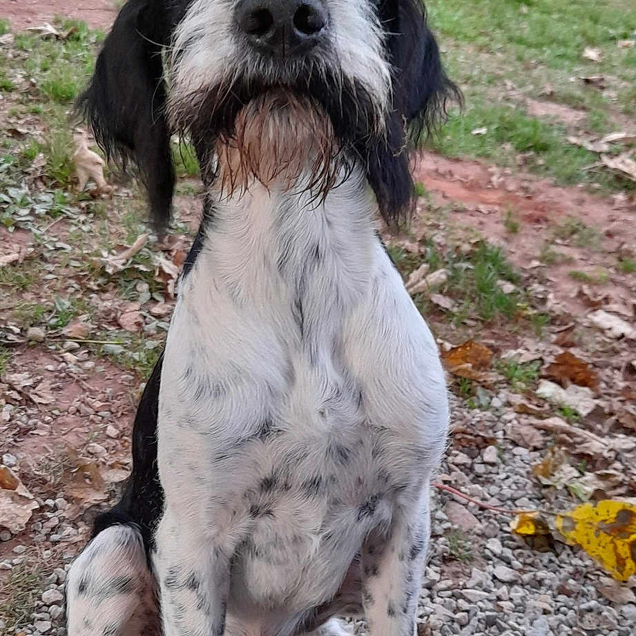 Sirius