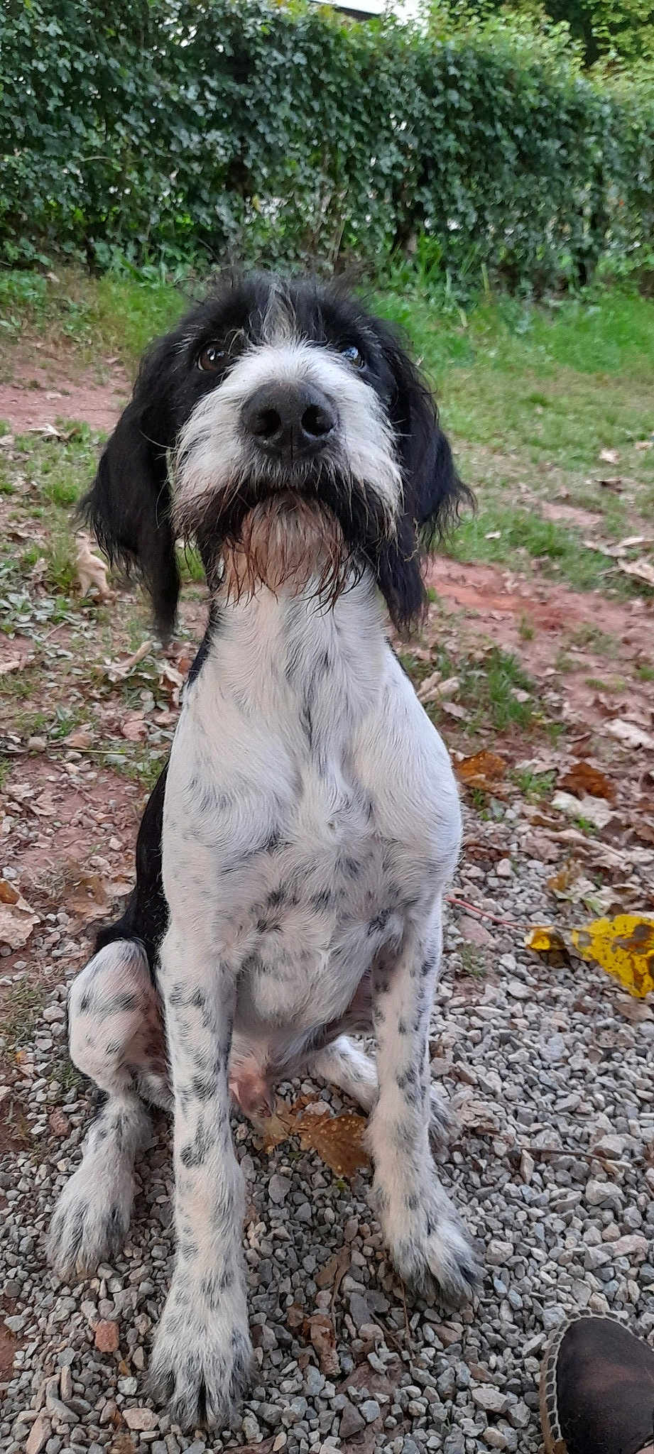 Sirius