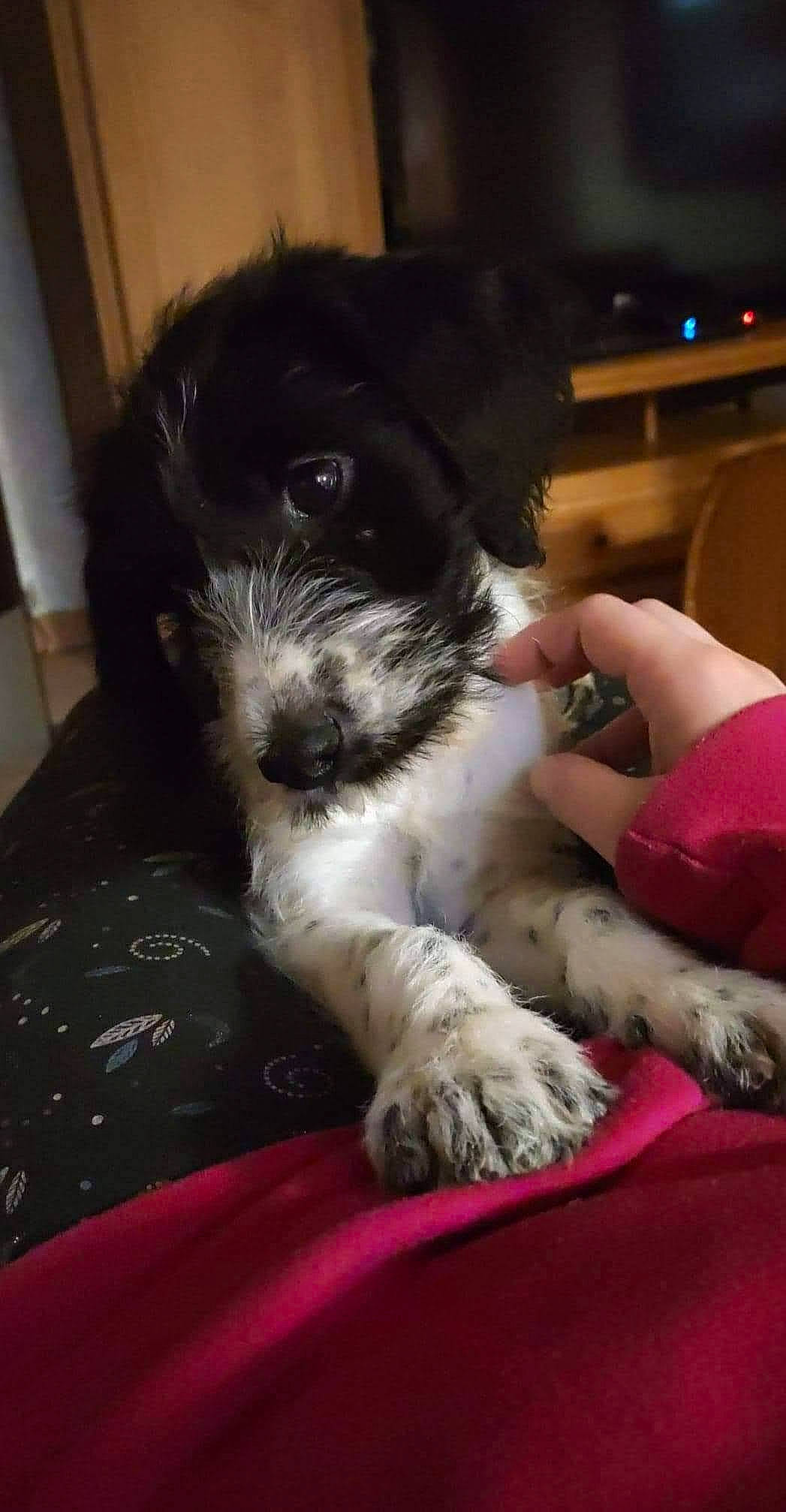 Sirius a rejoint le concours — aidez-le/la à gagner de superbes lots ! canidae, carnivore, comfort, companion_dog, dog, dog_breed, foot, fur, maltepoo, non_sporting_group, schnauzer, shih_poo, small_terrier, snout, sporting_group, terrier, toy_dog, water_dog, working_animal, yorkipoo