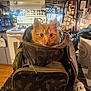 appliances, bag, camouflage, cat, coffee_maker, counter, cozy, curious, domestic, feline, indoor, kitchen, orange_cat, pet, spices, stove, sugar_container, tabby, towel, utensils