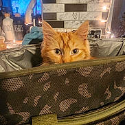 Pumpkin is registered to the contest to win money with this photo: bag, bottles, cat, countertop, cozy, curious, ears, eyes, fabric, feline, home_decor, indoor, kitchen, leopard_print, orange_cat, peeking, string_lights, text_on_bottle, warm_lighting, zipper