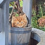 adorable, animal, blue_eyes, cat, closeup, cute, flowers, fur, greenery, hanging_bucket, kitten, nature, orange_cat, outdoor, pet, rope, small_animal, well, wood, wooden_bucket