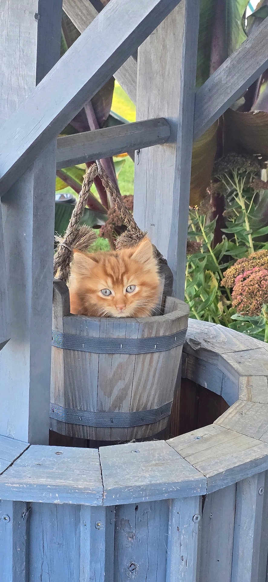 Pumpkin joined the competition — help win amazing prizes! adorable, animal, blue_eyes, cat, closeup, cute, flowers, fur, greenery, hanging_bucket, kitten, nature, orange_cat, outdoor, pet, rope, small_animal, well, wood, wooden_bucket