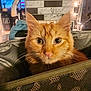 Pumpkin is registered to the contest to win money with this photo: animal, background_blur, bag, cat, close_up, cozy, curious, decor, ears, eyes, feline, indoor, kitchen, leopard_print, orange_tabby, pet, soft_lighting, string_lights, whiskers, zipper