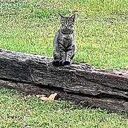 Tiger is registered to the contest to win money with this photo: cat, tabby_cat, animal, grass, log, outdoor, nature, sitting, feline, pet, greenery, wildlife, daylight, mammal, fur, eyes, ears, whiskers, tail, field