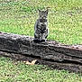 animal, cat, daylight, ears, eyes, feline, field, fur, grass, greenery, log, mammal, nature, outdoor, pet, sitting, tabby_cat, tail, whiskers, wildlife