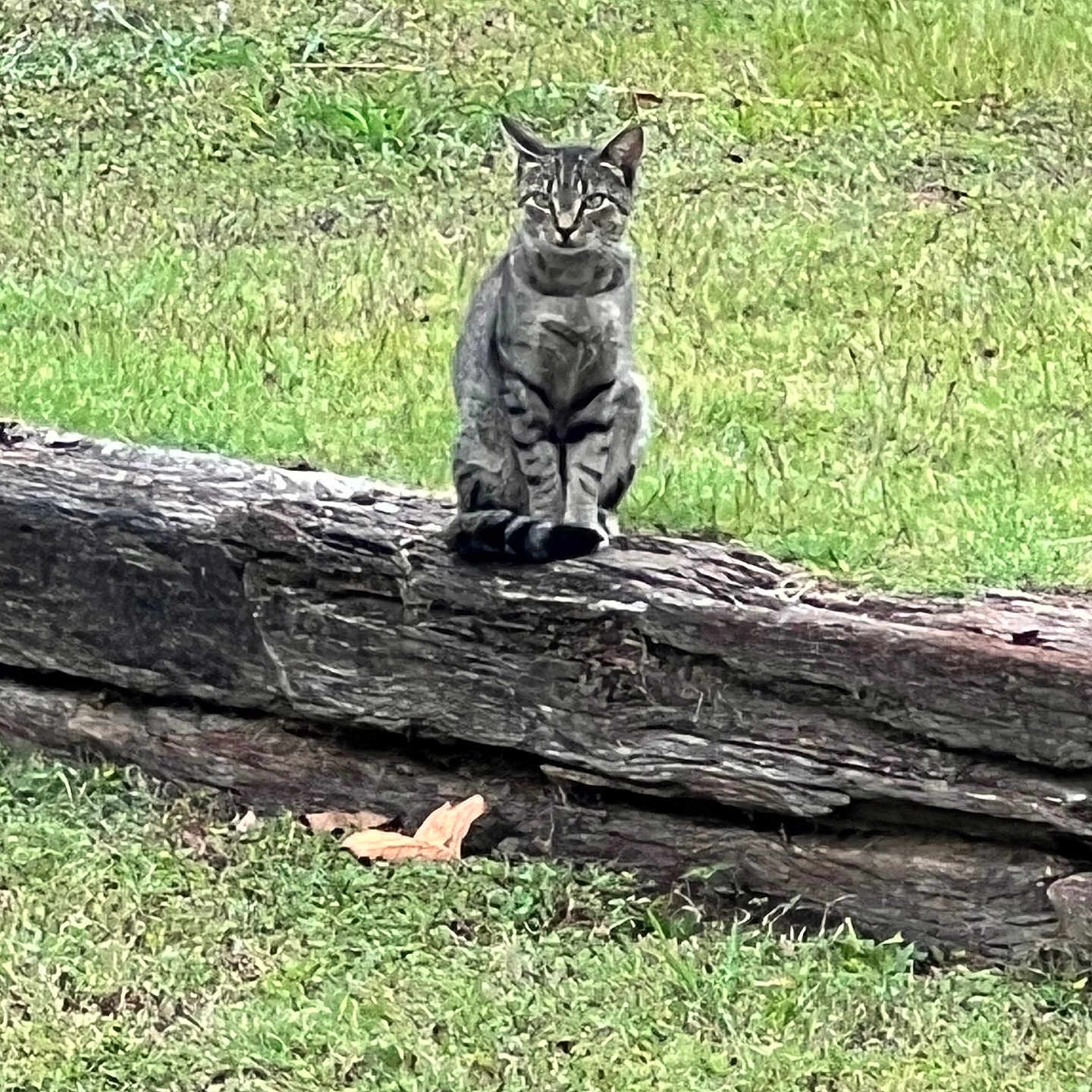 Tiger is registered to the contest to win money with this photo: animal, cat, daylight, ears, eyes, feline, field, fur, grass, greenery, log, mammal, nature, outdoor, pet, sitting, tabby_cat, tail, whiskers, wildlife