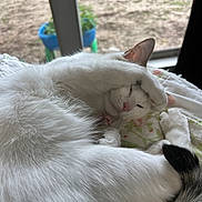Lilly is registered to the contest to win money with this photo: animal, cat, close_up, cozy, cute, domestic_cat, face, fluffy, fur, indoor, nature_background, paw, peaceful, pet, pillow, relaxed, resting, sleeping, white_cat, window