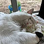 animal, cat, close_up, cozy, cute, domestic_cat, face, fluffy, fur, indoor, nature_background, paw, peaceful, pet, pillow, relaxed, resting, sleeping, white_cat, window