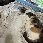 Fire is registered to the contest to win money with this photo: animal, blanket, calico_cat, cat, closeup, cozy, cute, domestic_cat, food_bowl, fur, indoor, paw, pet, relaxation, resting, sleeping, snuggling, tail, white_cat, window