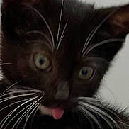 Echo joined the competition — help win amazing prizes! kitten, cat, black_cat, whiskers, close_up, tongue_out, pet, animal, cute, feline, young, eyes, fur, indoor, portrait, playful, curious, muzzle, nose, ears