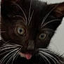 animal, black_cat, cat, close_up, curious, cute, ears, eyes, feline, fur, indoor, kitten, muzzle, nose, pet, playful, portrait, tongue_out, whiskers, young