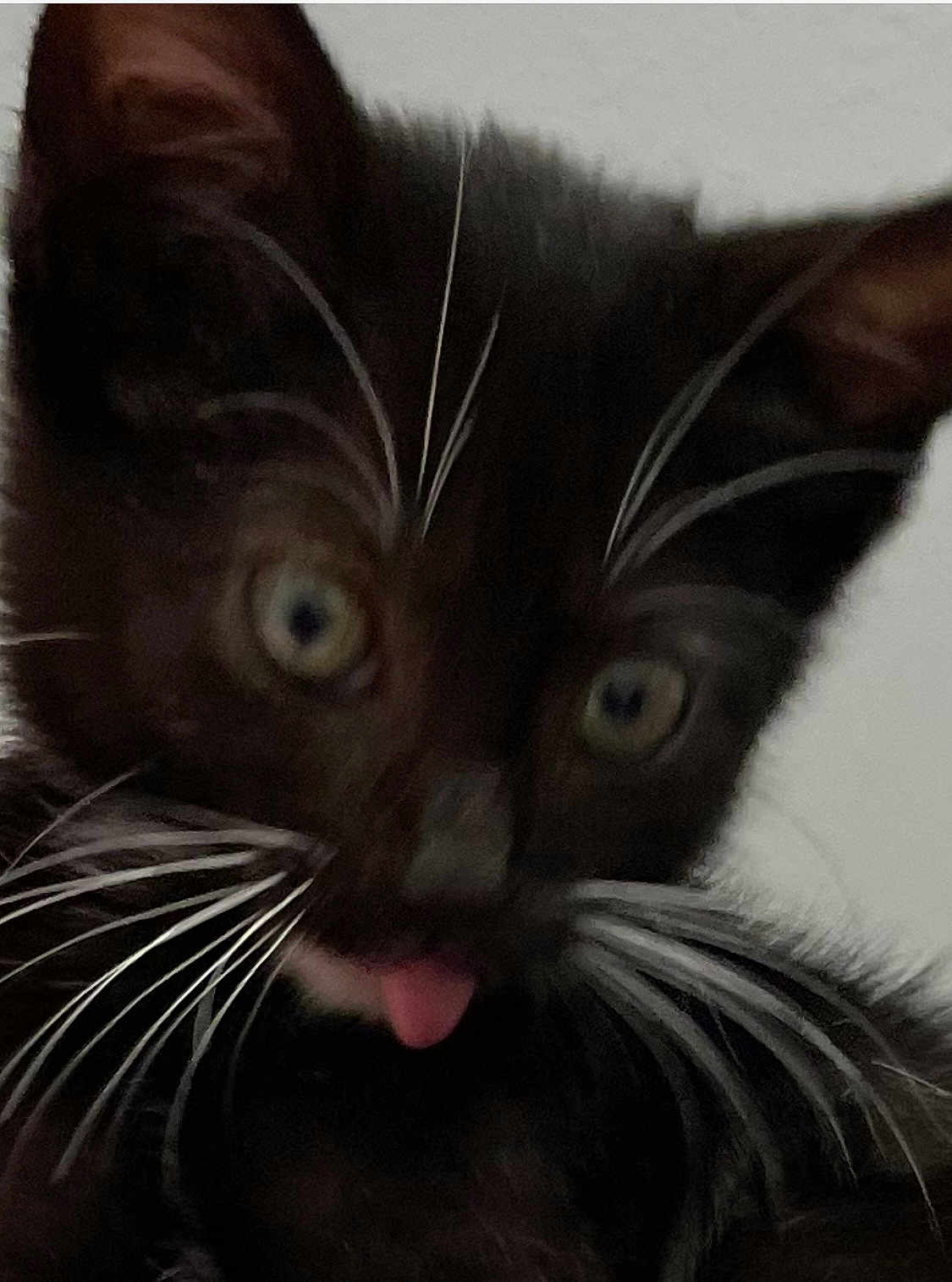 Echo joined the competition — help win amazing prizes! kitten, cat, black_cat, whiskers, close_up, tongue_out, pet, animal, cute, feline, young, eyes, fur, indoor, portrait, playful, curious, muzzle, nose, ears