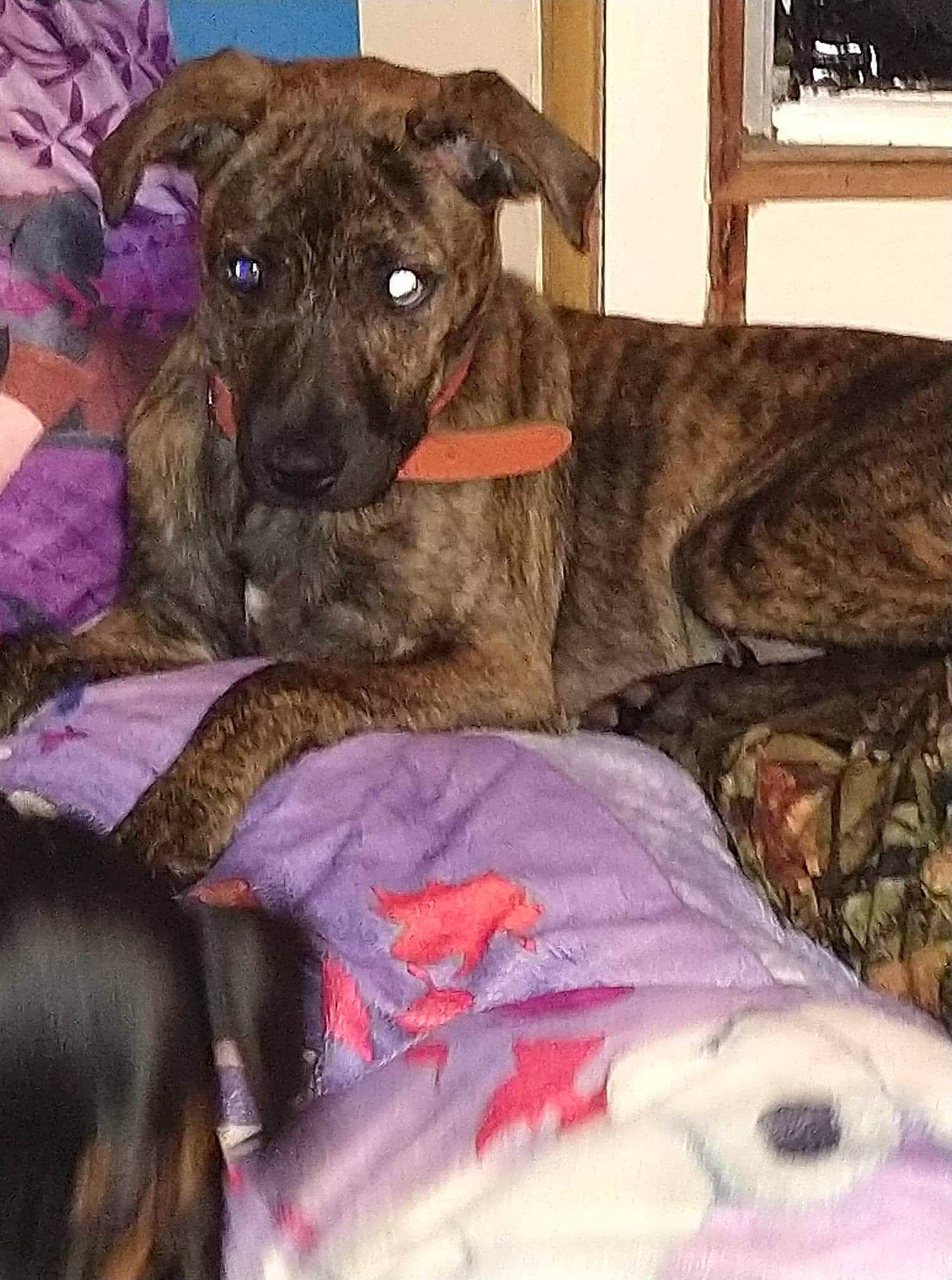 Lynk joined the competition — help win amazing prizes! bed, canidae, carnivore, collar, comfort, companion_dog, couch, dog, dog_breed, fawn, fur, guard_dog, linens, liver, snout, sporting_group, terrestrial_animal, whiskers, working_animal, wrinkle