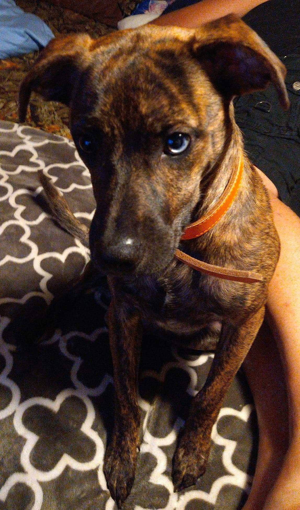 Lynk is registered to the contest to win money with this photo: canidae, carnivore, collar, companion_dog, dog, dog_breed, dog_collar, fawn, guard_dog, hunting_dog, liver, non_sporting_group, pet_supply, plott_hound, snout, sporting_group, terrestrial_animal, whiskers, working_animal, working_dog