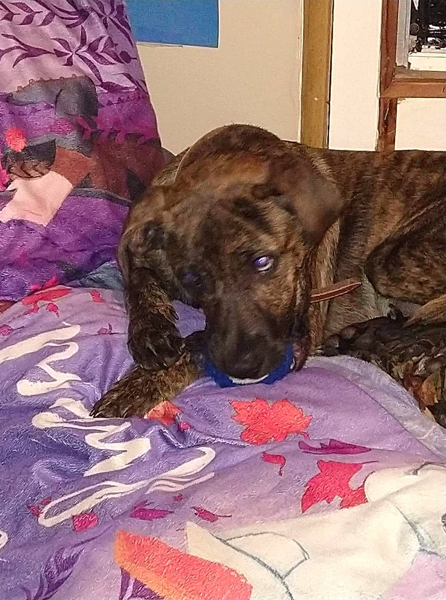 Lynk joined the competition — help win amazing prizes! bed, bedding, canidae, carnivore, collar, comfort, companion_dog, dog, dog_breed, dog_collar, dog_supply, fawn, fur, guard_dog, linens, liver, magenta, pet_supply, sporting_group, working_animal