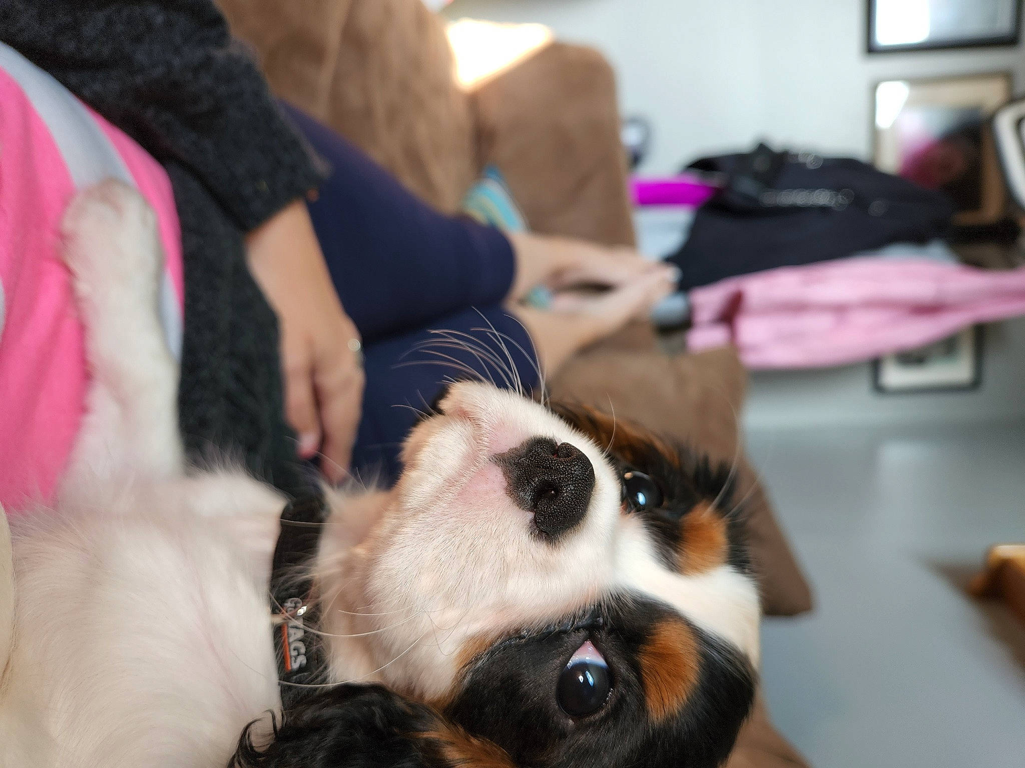 Dutton is registered to the contest to win money with this photo: carnivore, comfort, companion_dog, couch, dog, dog_breed, fawn, felidae, fur, guinea_pig, lap, nail, non_sporting_group, puppy_love, room, small_to_medium_sized_cats, snout, toy_dog, whiskers