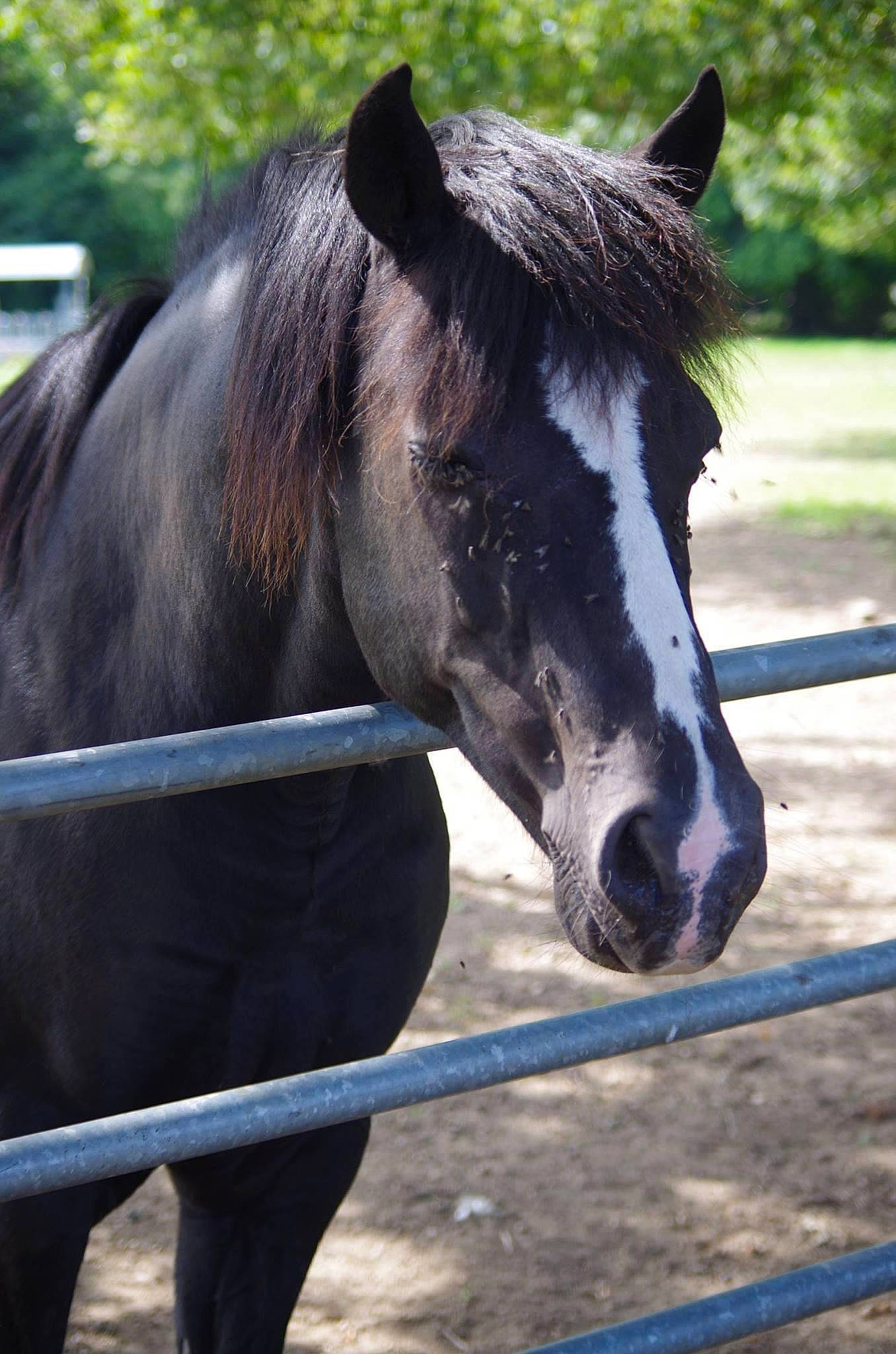 Krack participe au concours pour gagner de l'argent avec cette photo : bridle, grass, horse, horse_supplies, horse_tack, landscape, liver, livestock, mammal, mane, mare, pack_animal, plant, rein, snout, stallion, terrestrial_animal, tree, vertebrate, working_animal